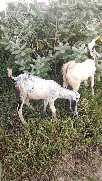 baby goats pair available for sale
