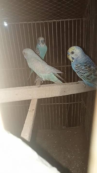 astalion breader parrot