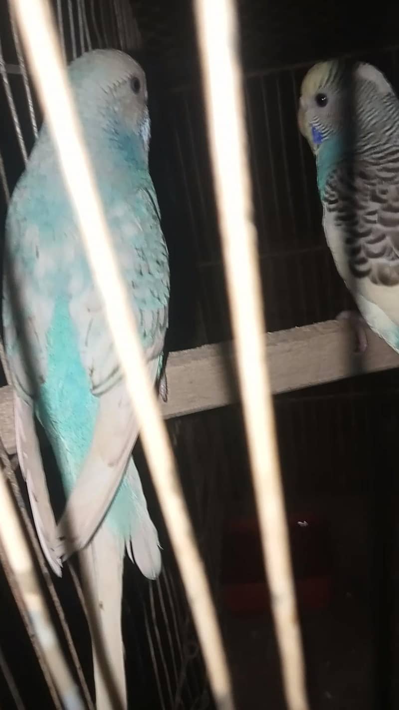 astalion breader parrot 1