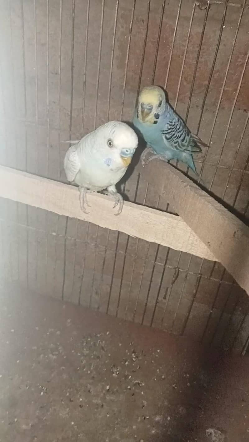 astalion breader parrot 2