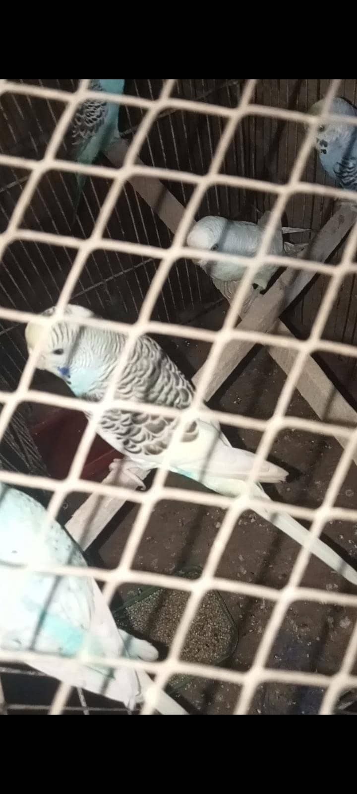 astalion breader parrot 3