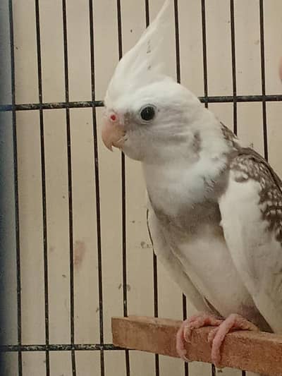 young cockatiels for sale