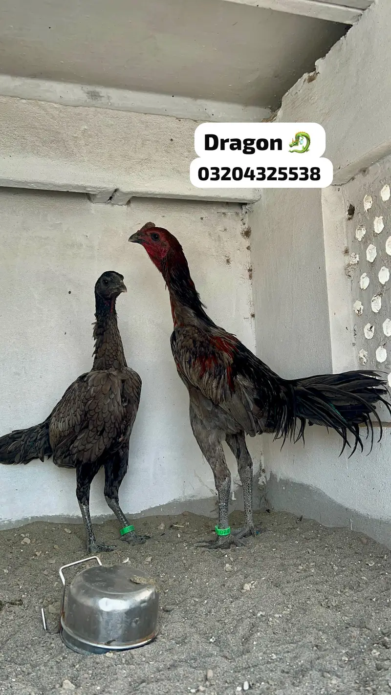 Dragon chicks 03204325538 — photo 4
