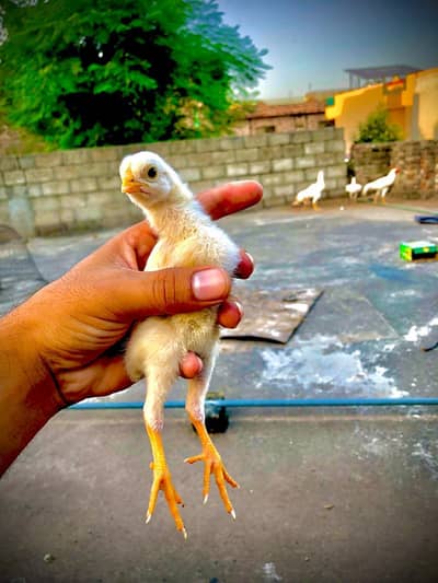 O SHAMOO CHICK'S KING SIZE