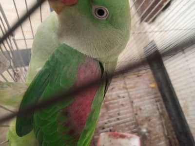 raw parrot