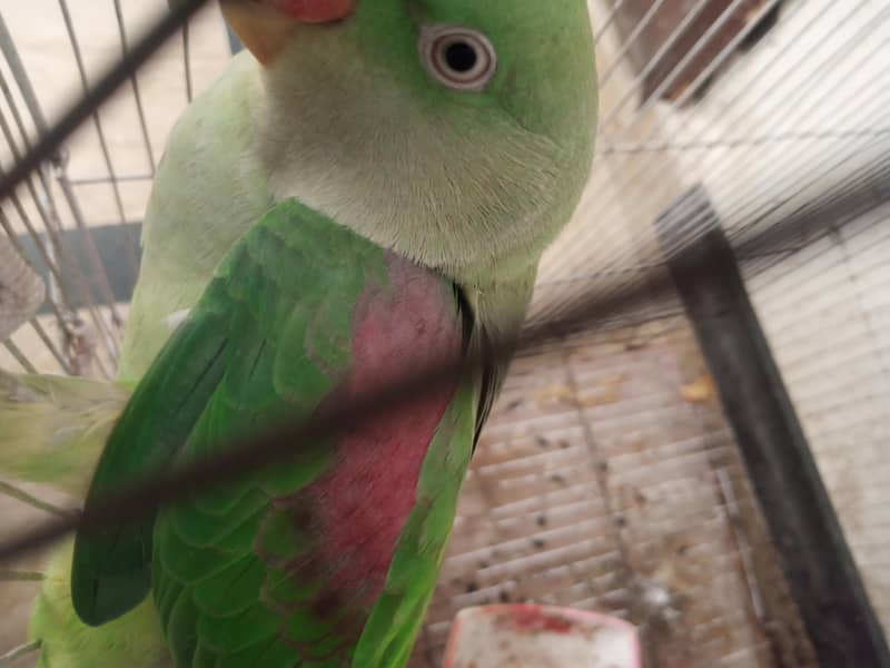raw parrot 0