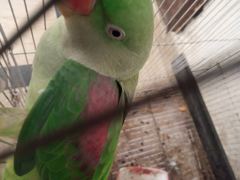 raw parrot 1