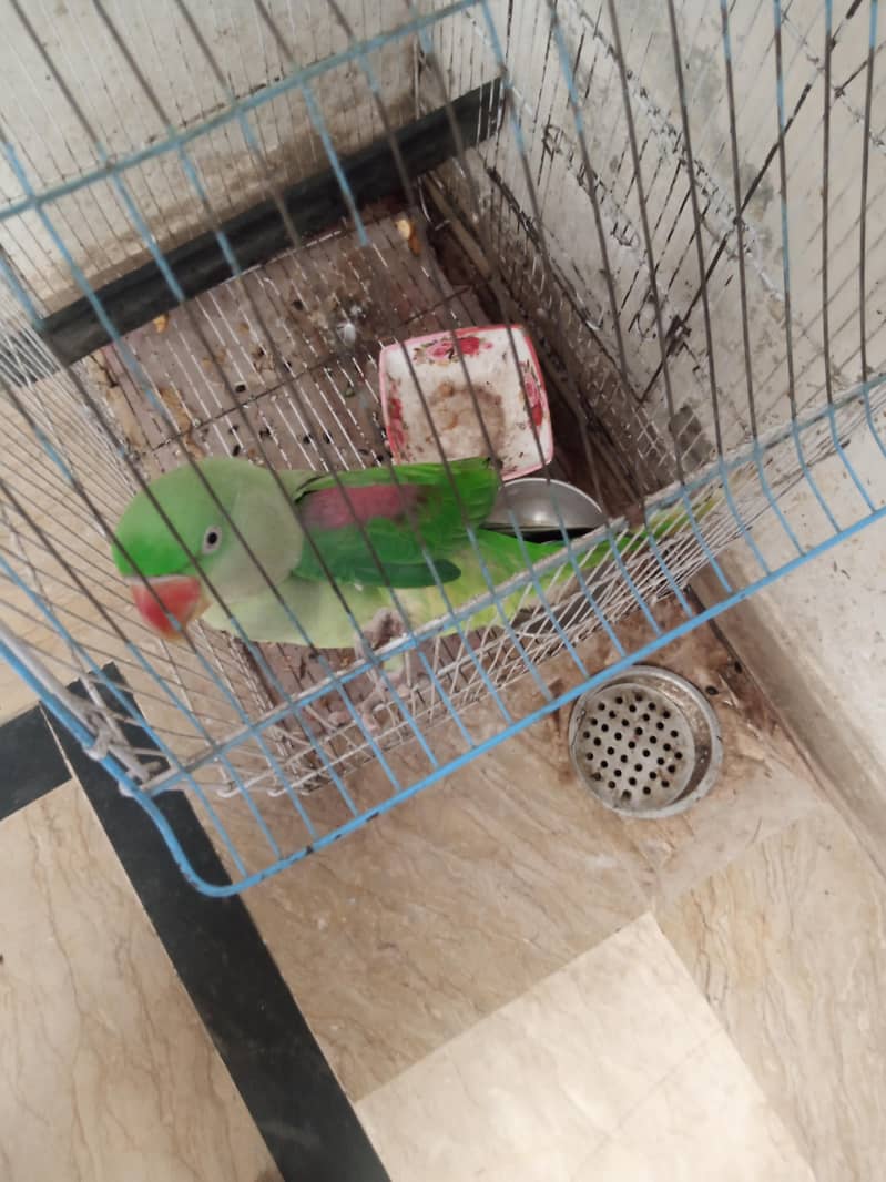 raw parrot 2