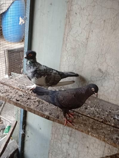 Pigeons Pair for sale