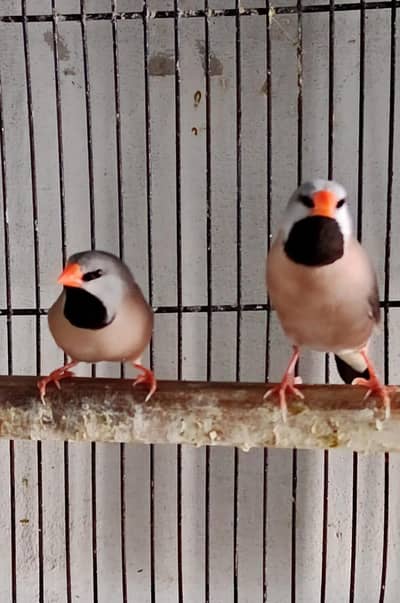 Hex Tail Finch. dove chick