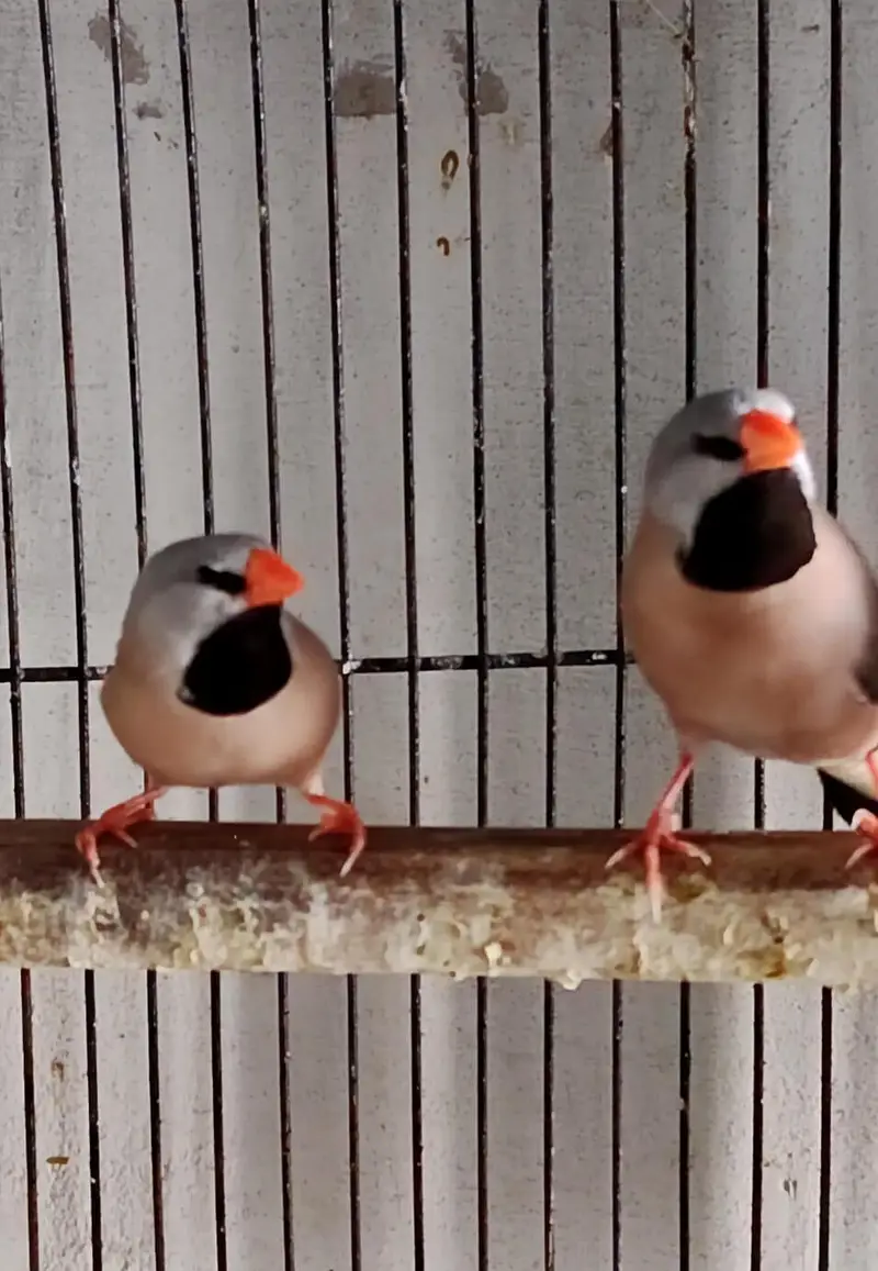 Hex Tail Finch. dove chick — photo 2
