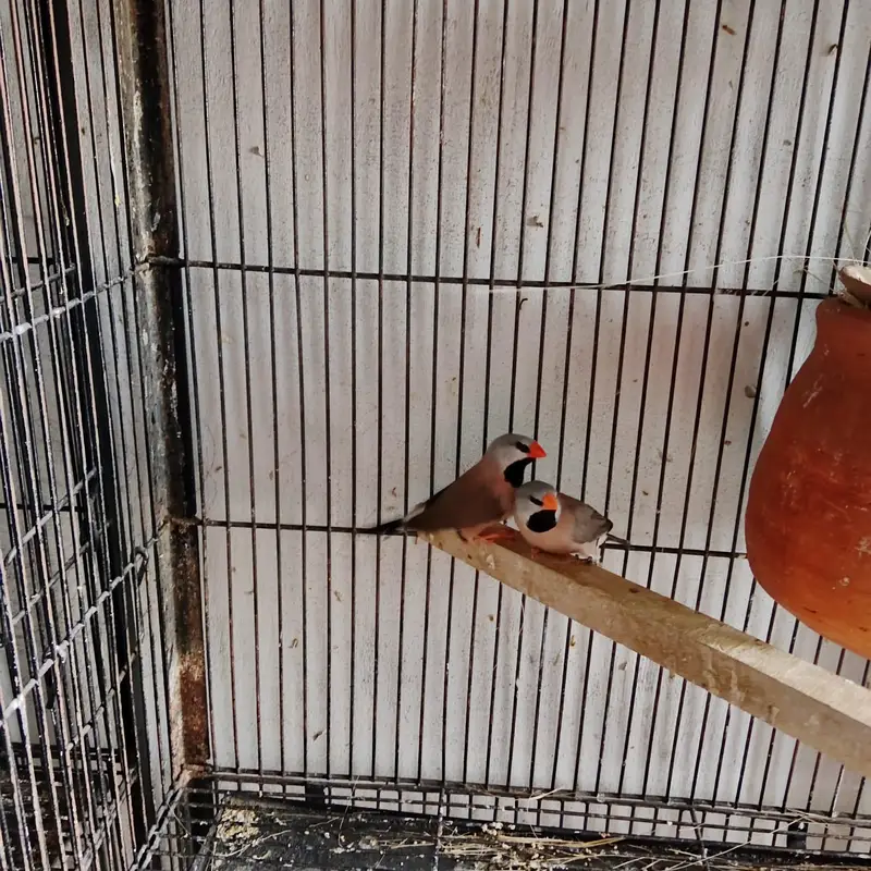 Hex Tail Finch. dove chick — photo 3
