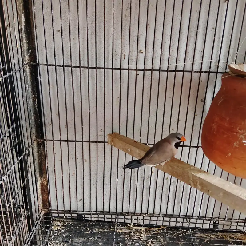 Hex Tail Finch. dove chick — photo 4
