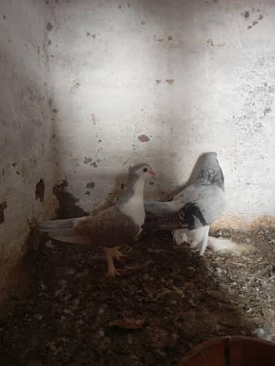 Lahori Sherazi Pigeon Pair | Beautiful & Healthy | Multan