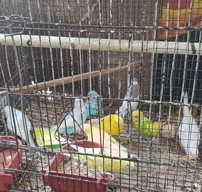 Australian parrot for sale without cage