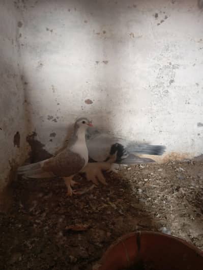 Lahori Sherazi Pigeon Pair | Beautiful & Healthy | Multan