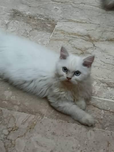 Pure Himalayan Female