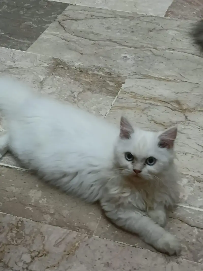 Pure Himalayan Female — photo 2