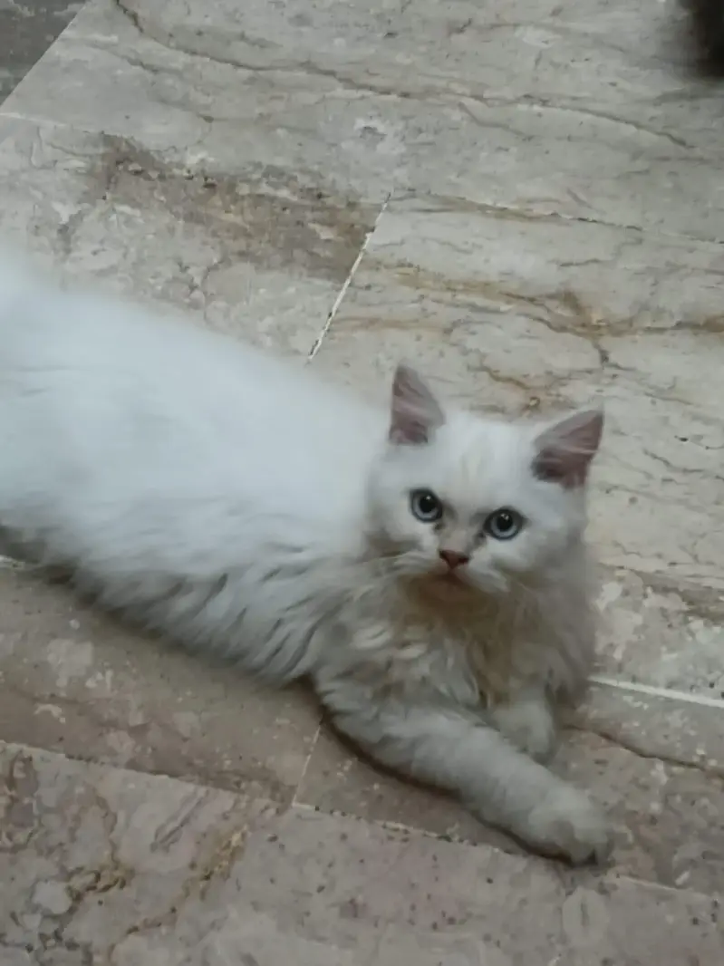 Pure Himalayan Female — photo 3