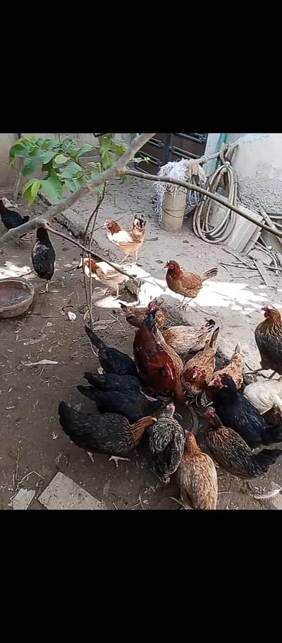 Egg Laying Hens