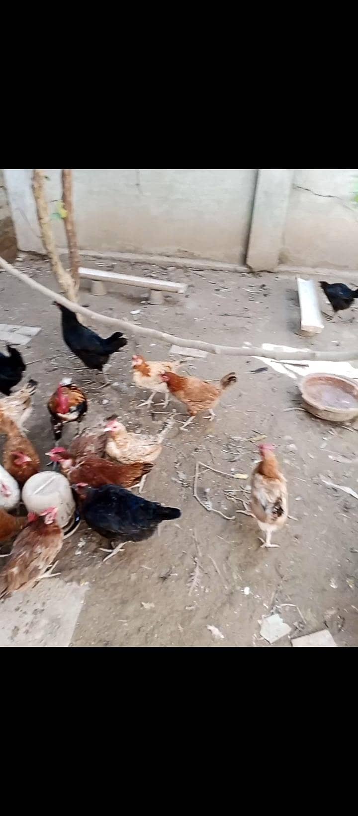 Egg Laying Hens 1