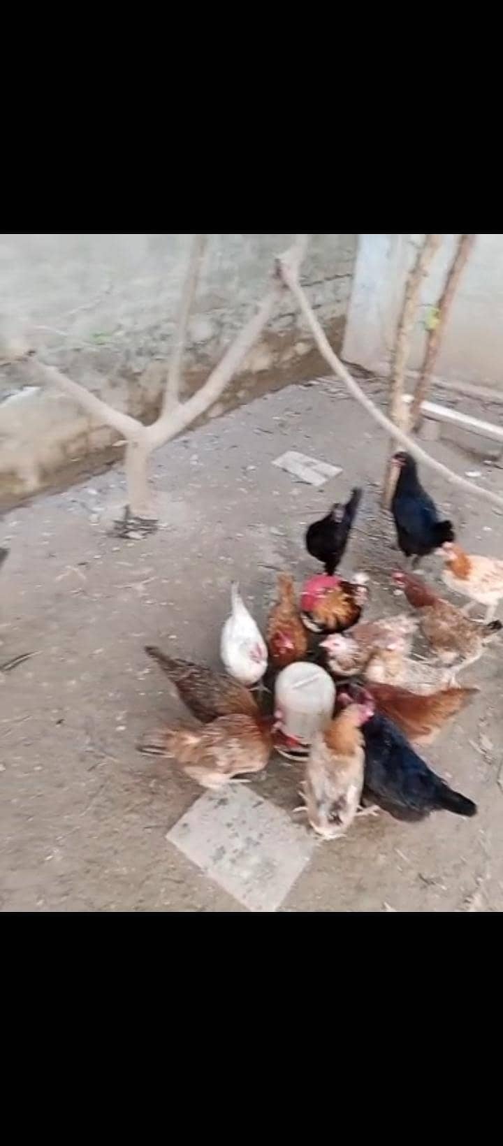 Egg Laying Hens 2