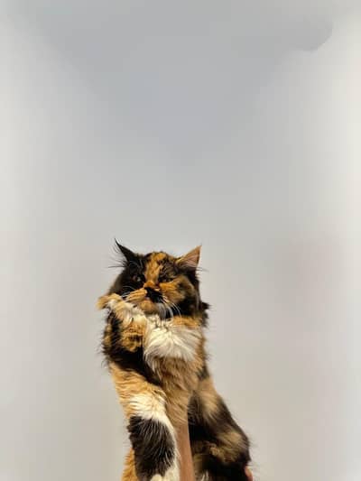 parcian cat Hai punch face cat 2 male Hai ior 1 female Hai