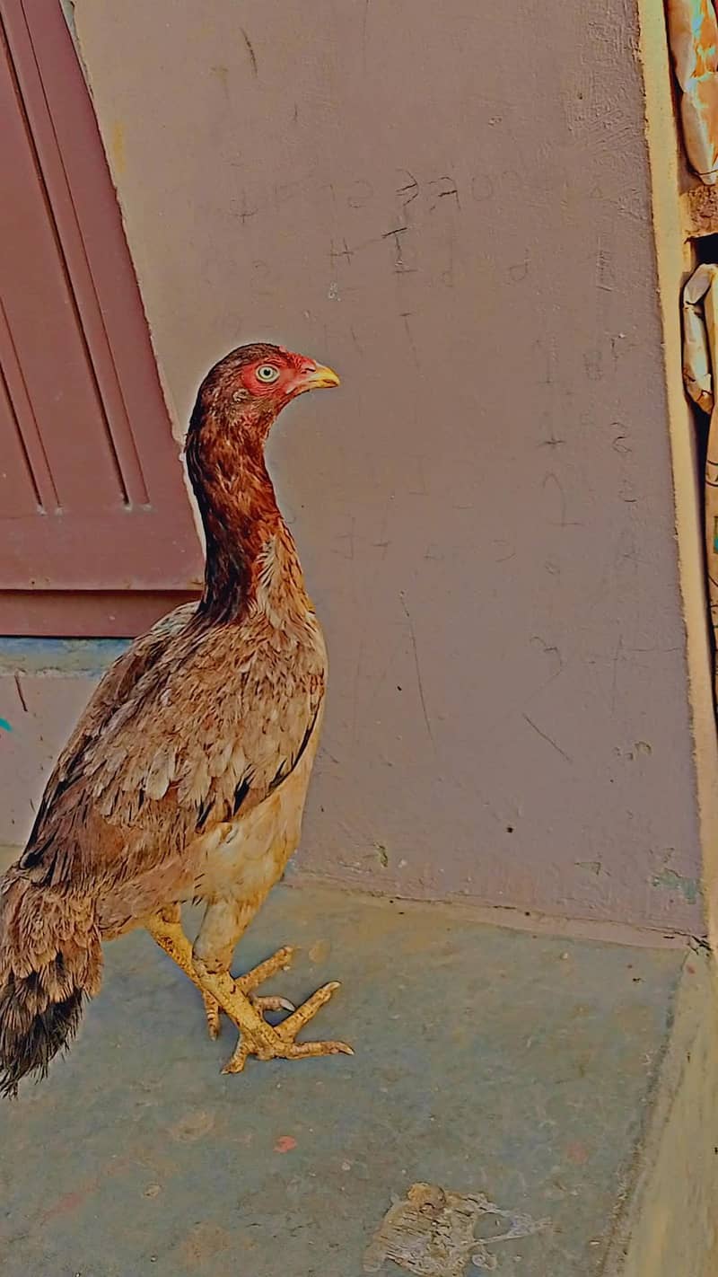 murgi 0
