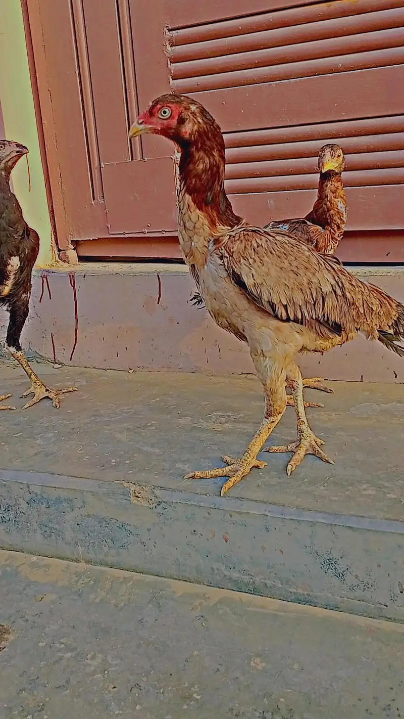 murgi — photo 3