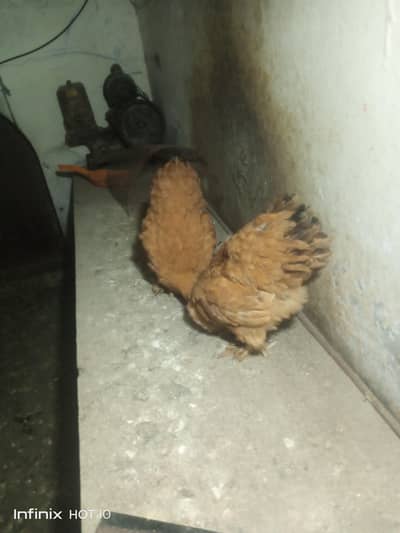 Golden buff Hens For Sale