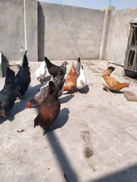 near to egg laying Golden misri hens 1250 each — photo 2