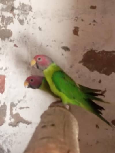 Plum Head Male Parrot | Rs. 4,000 | Multan