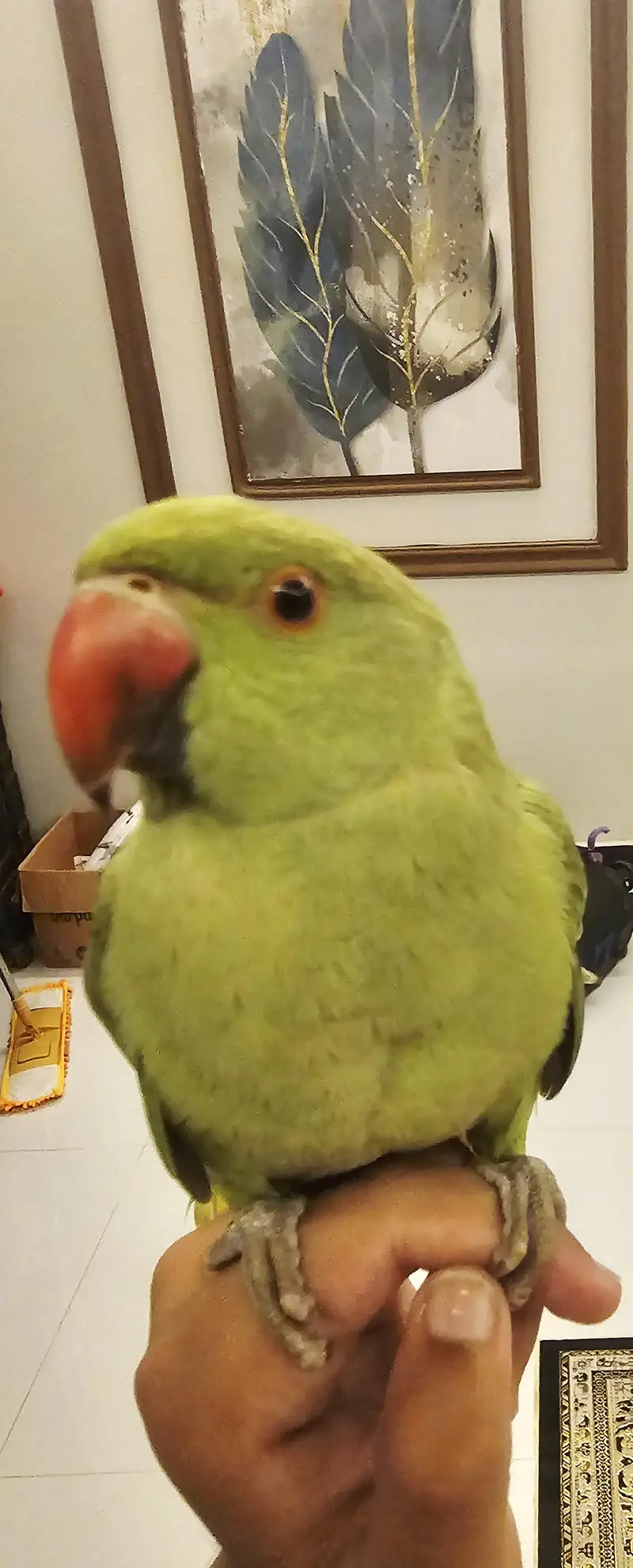 Indian Cute Ringneck Parrot For Sale — photo 2