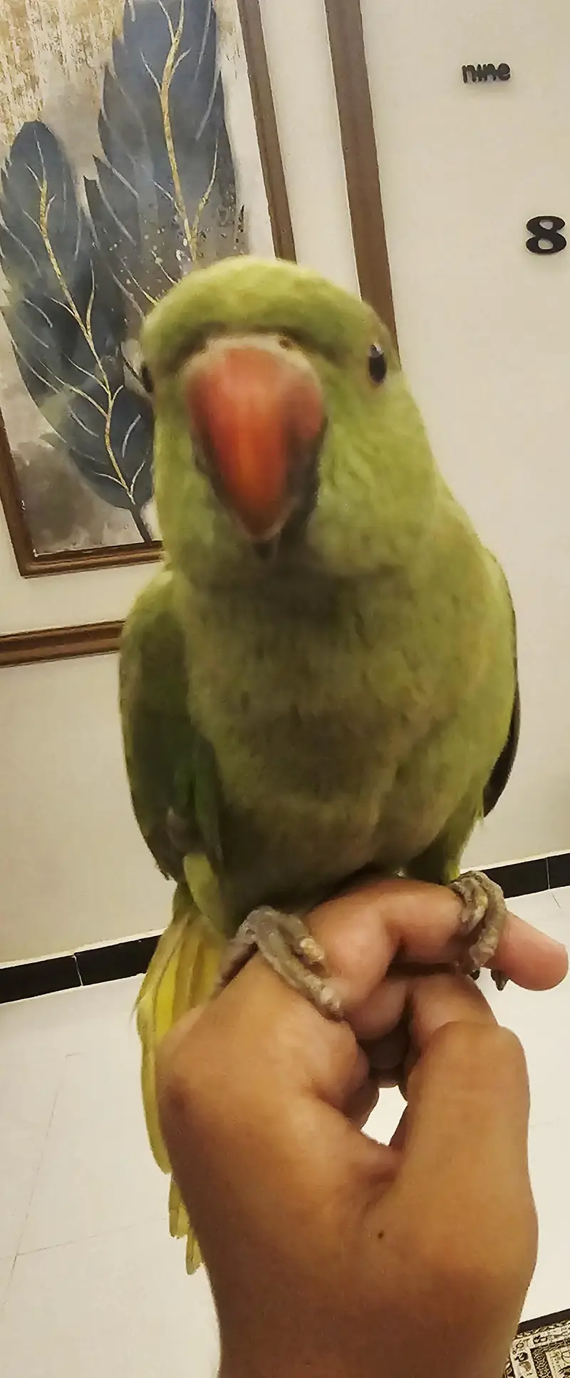 Indian Cute Ringneck Parrot For Sale — photo 3