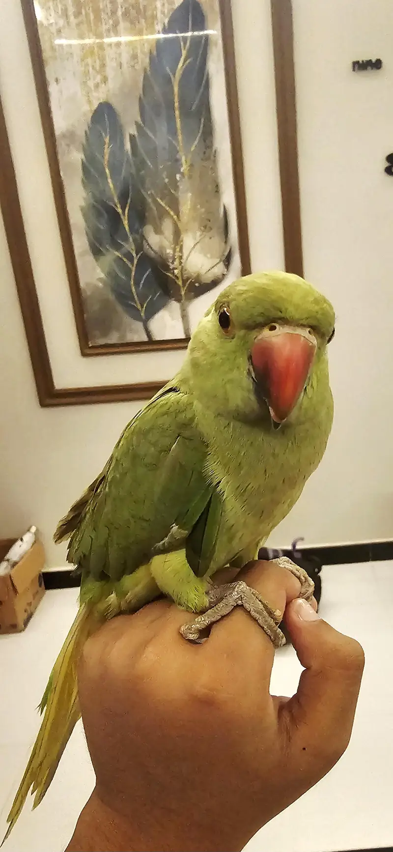 Indian Cute Ringneck Parrot For Sale — photo 4