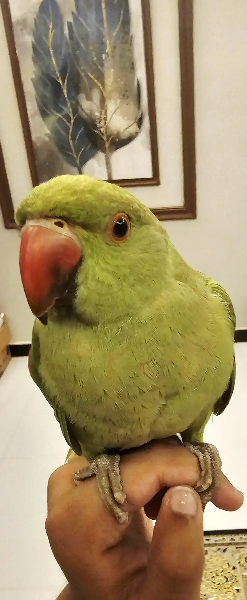Indian Cute Ringneck Parrot For Sale — photo 5