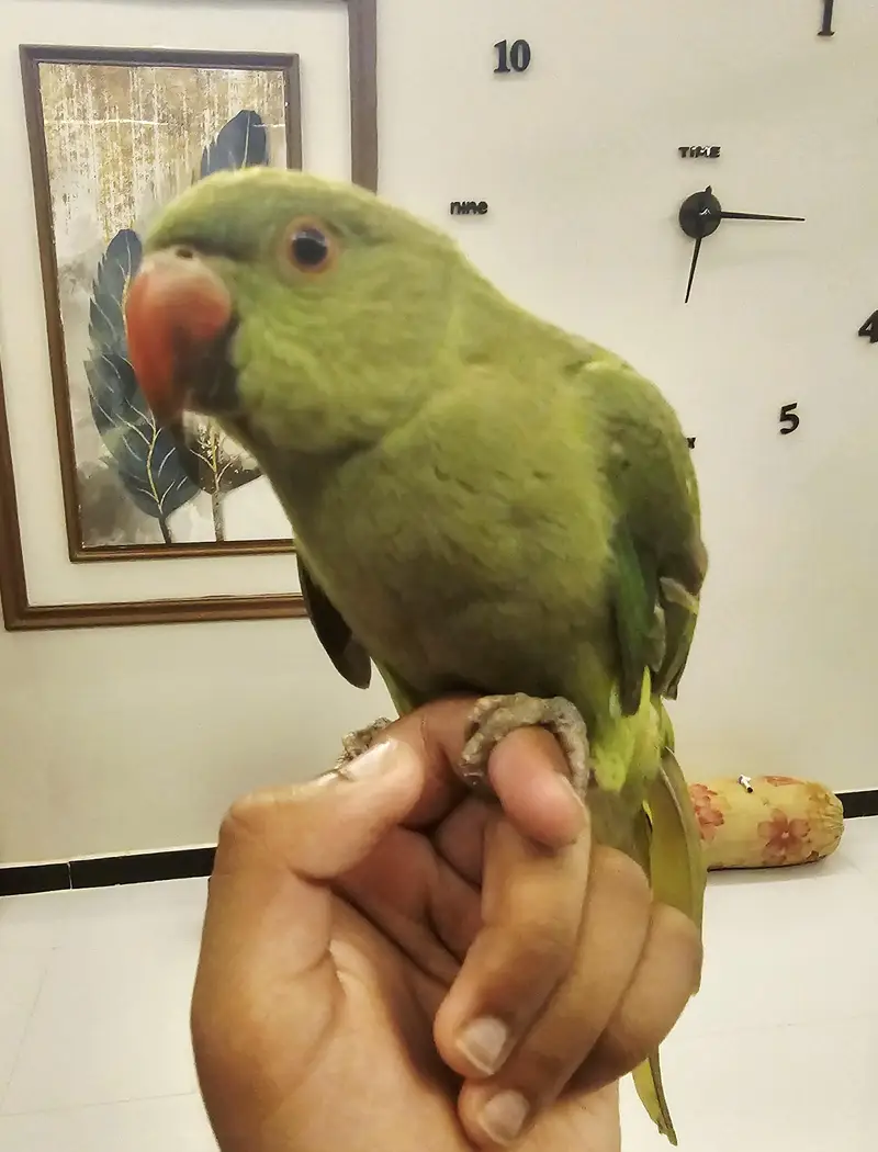 Indian Cute Ringneck Parrot For Sale — photo 6