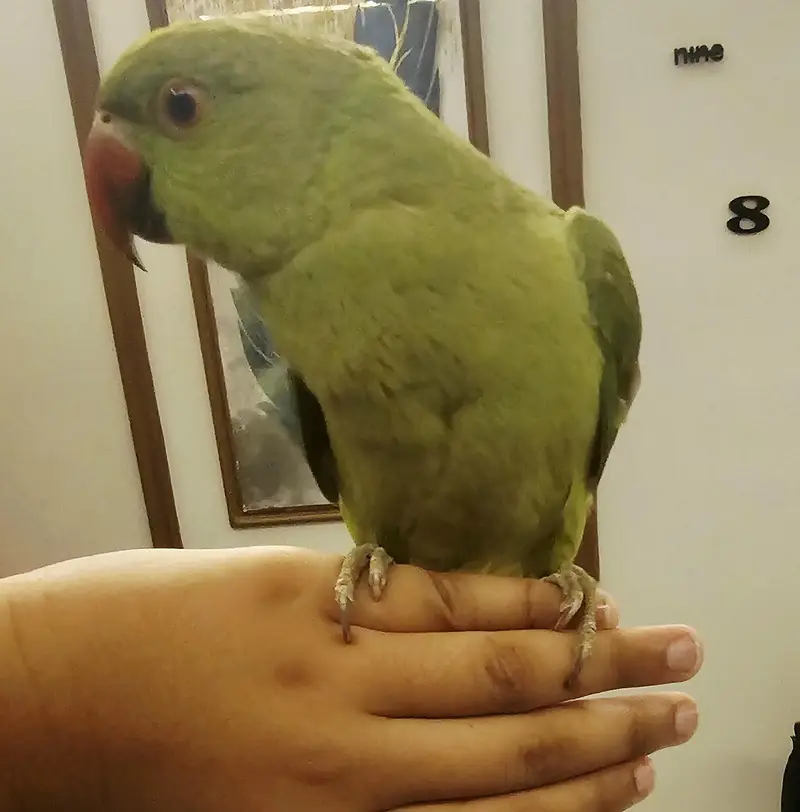 Indian Cute Ringneck Parrot For Sale — photo 7