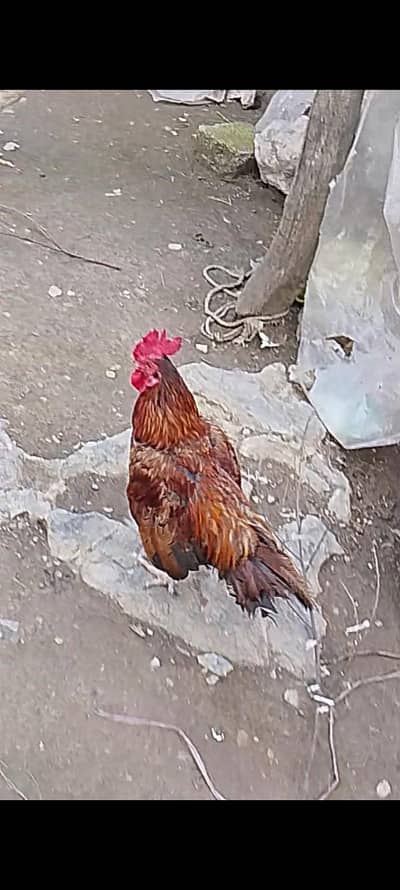 murga for sale