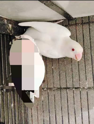Albino Red Eyes Jumbo size Breeder Female Available with Guarantee