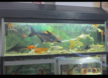 all fish sale