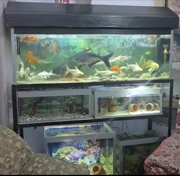all fish sale — photo 2