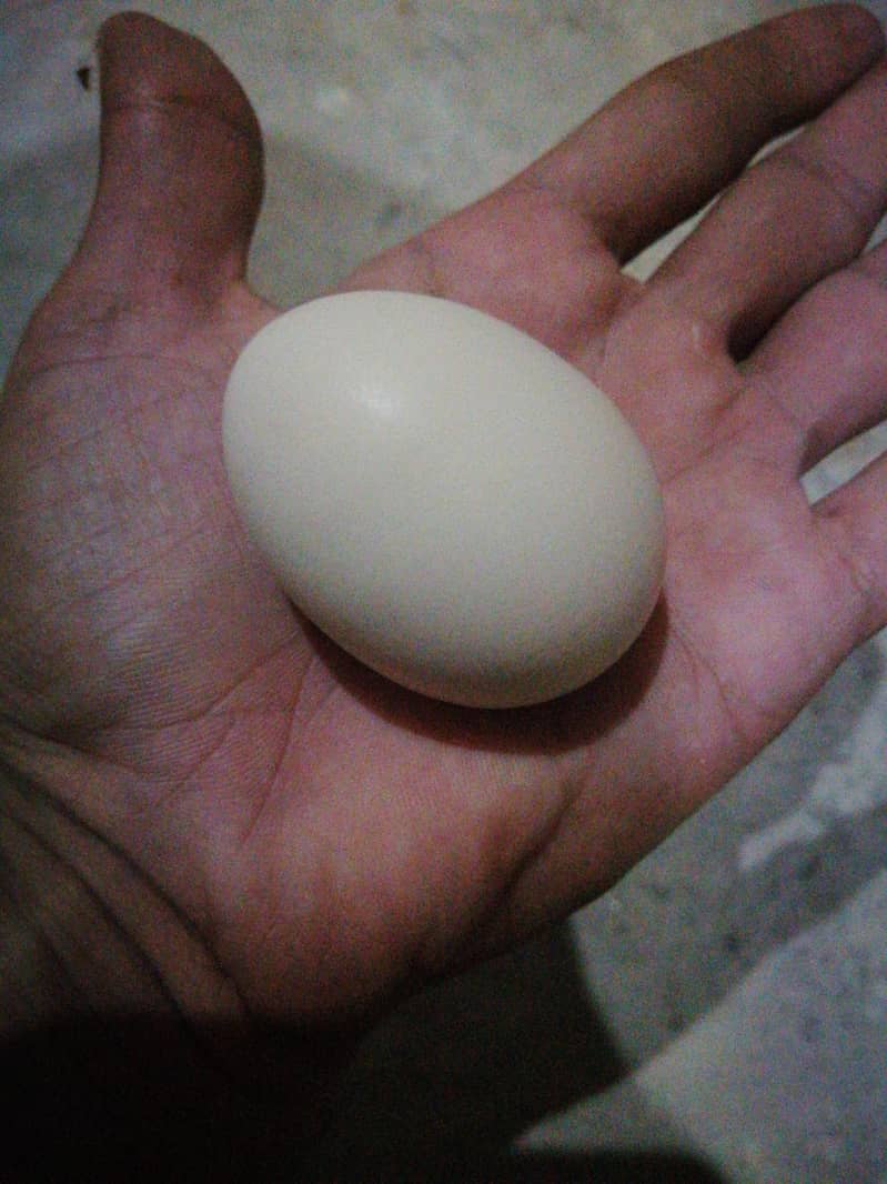 Desi Eggs 2