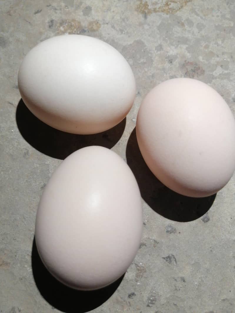 Desi Eggs 3