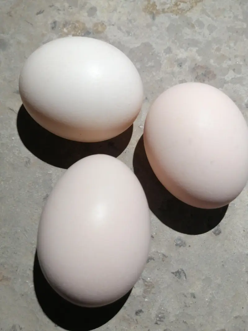Desi Eggs — photo 4