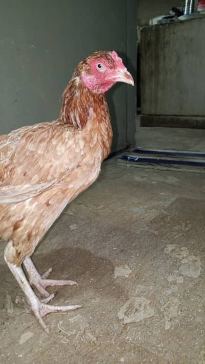 Pure Aseel White-Eye murgi  for Sale | Healthy & Active