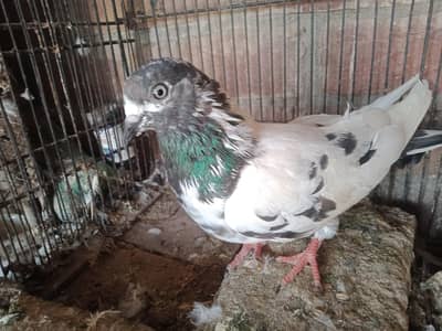 kabotri contact 03027017040