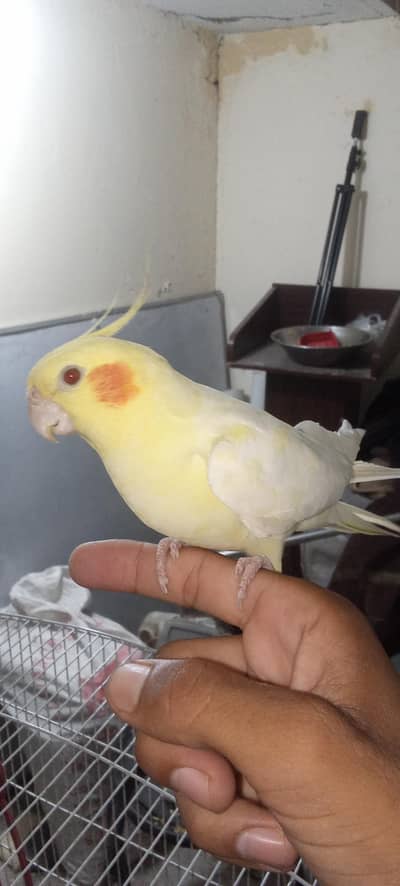 Healthy and active breader pair