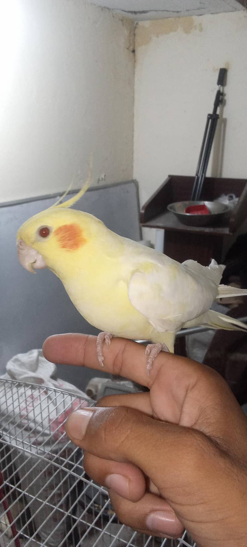 Healthy and active breader pair 0