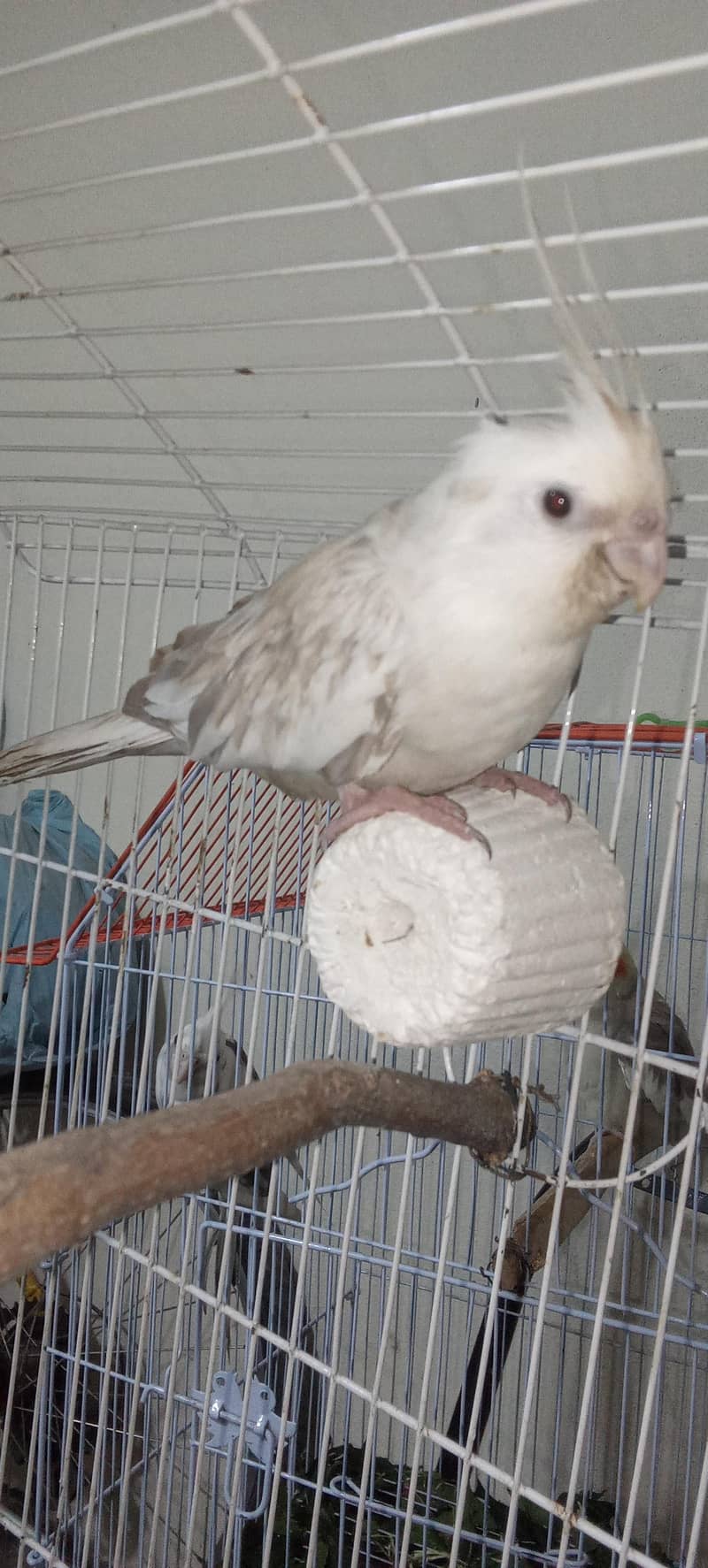Healthy and active breader pair 2